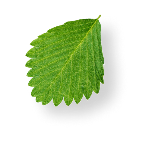 Decoration Image