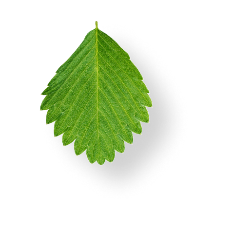 Leaf decoration